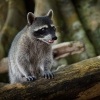 Myval severni - Procyon lotor - Raccoon o0422